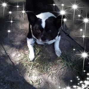 Meet your Posher, Billy